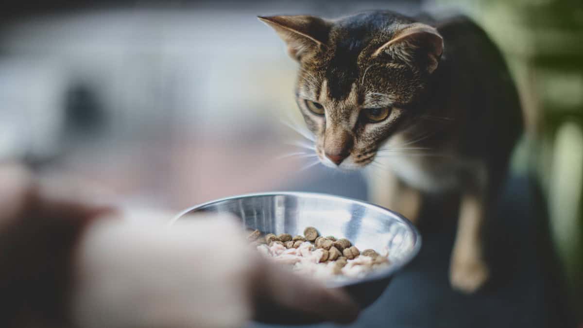 Vegan cat 2024 food study